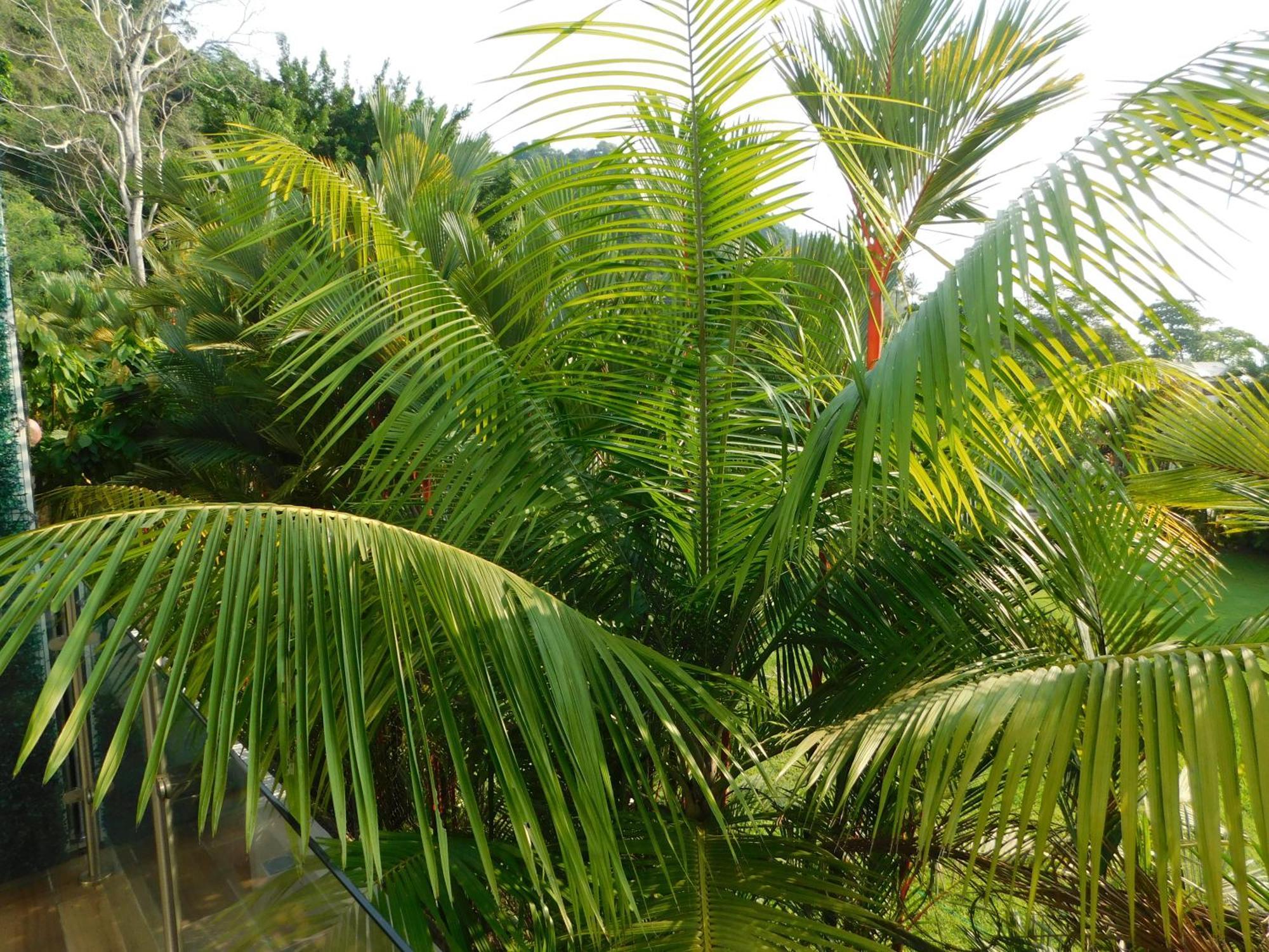 Sunset 205, Sleeps Six, Next Door To The Pool, 100M To The Beach! Jaco Exterior photo