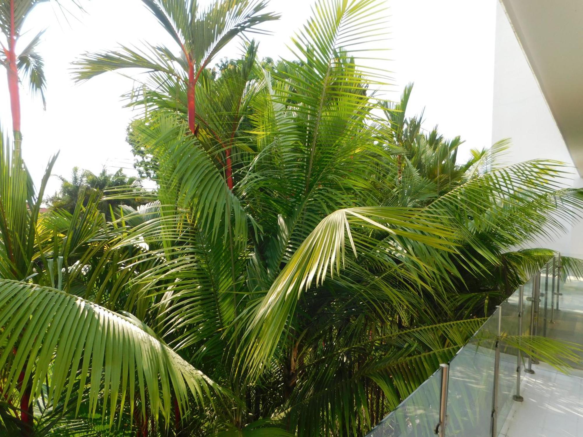 Sunset 205, Sleeps Six, Next Door To The Pool, 100M To The Beach! Jaco Exterior photo